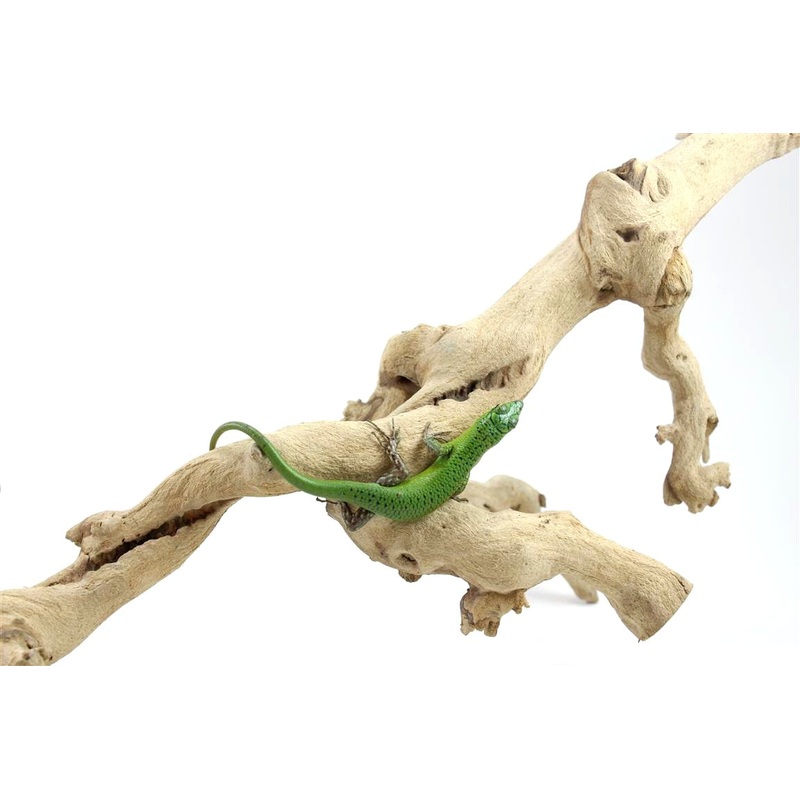 CB Emerald Tree Skink