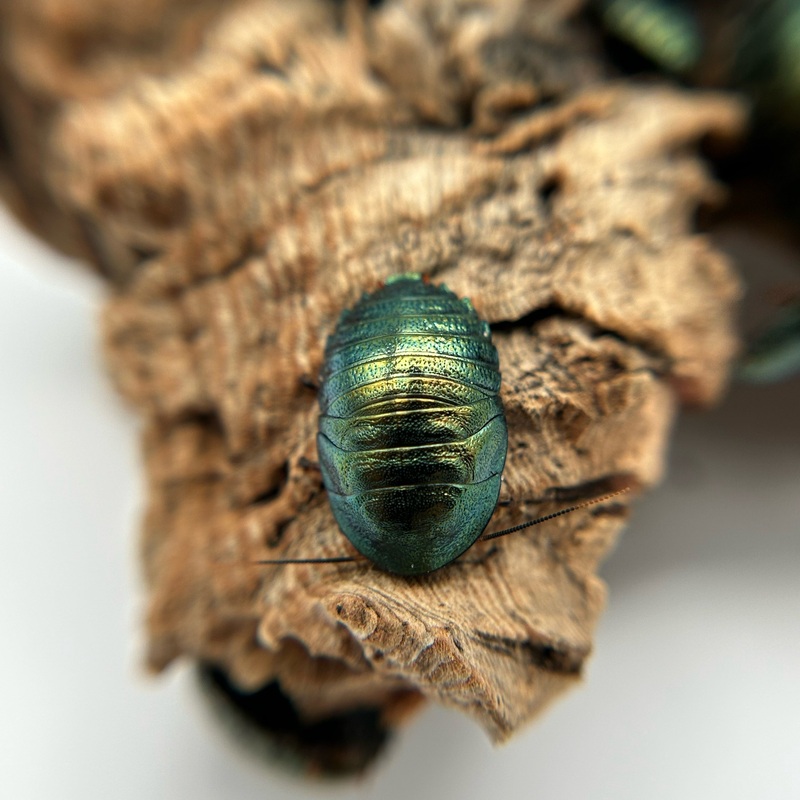 Emerald Roach
