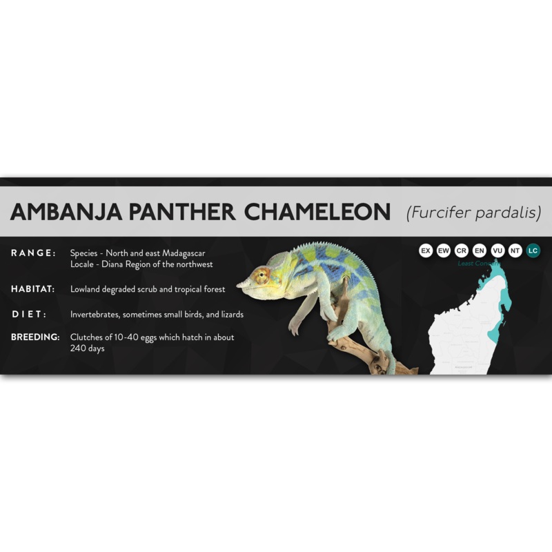 Panther Chameleon (Furcifer pardalis) – X Label Ambanja Laminated Paper