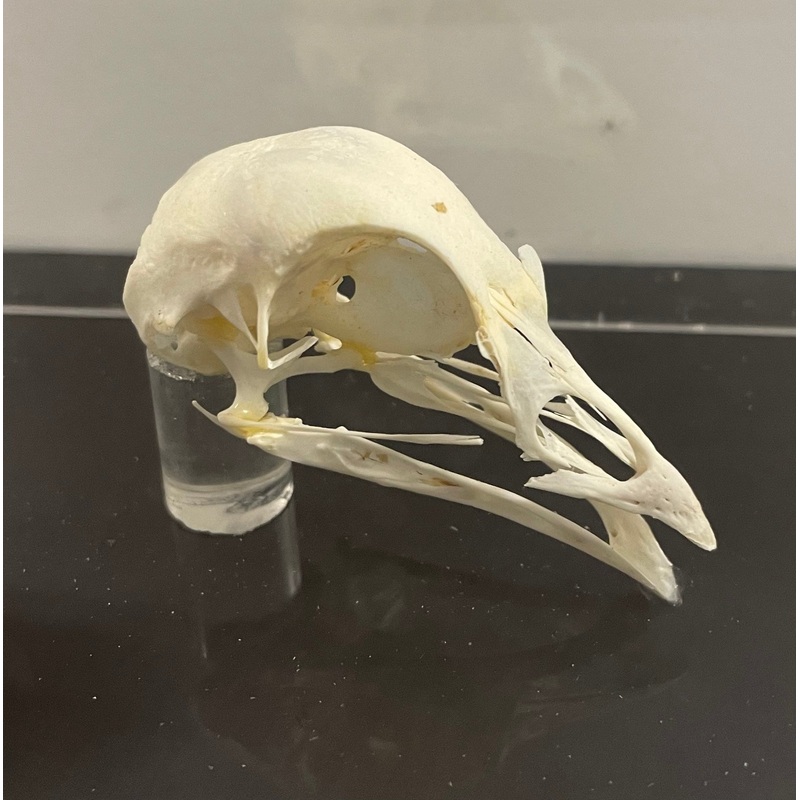 Partridge Skull