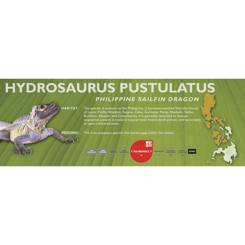 Philippine Sailfin Dragon (Hydrosaurus pustulatus) Classic Vivarium Label