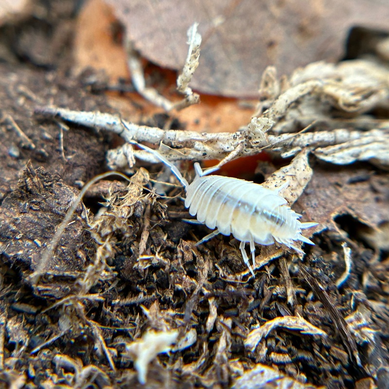 Porcellionides pruinosus (white out)