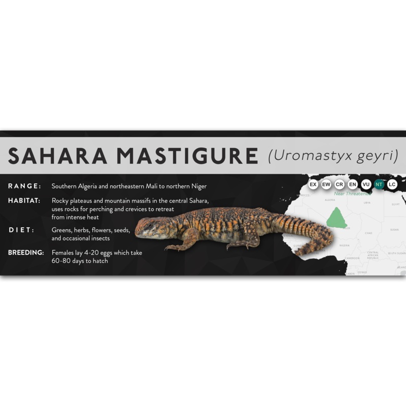 Sahara Mastigure (Uromastyx geyri) – X Label Orange Laminated Paper