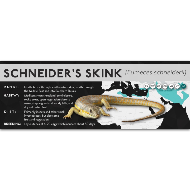 Schneider’s Skink (Eumeces schneiderii) – X Label Laminated Paper