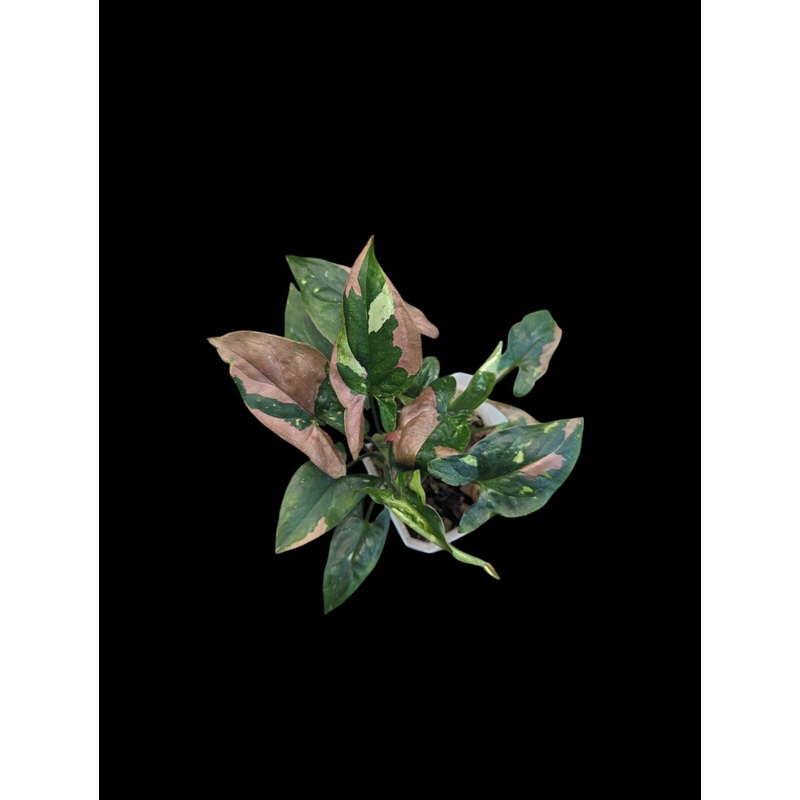 Syngonium podophyllum ‘red spot tricolor’ 3.5/4″