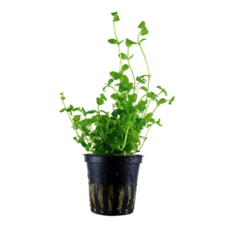 Tropica Bacopa australis