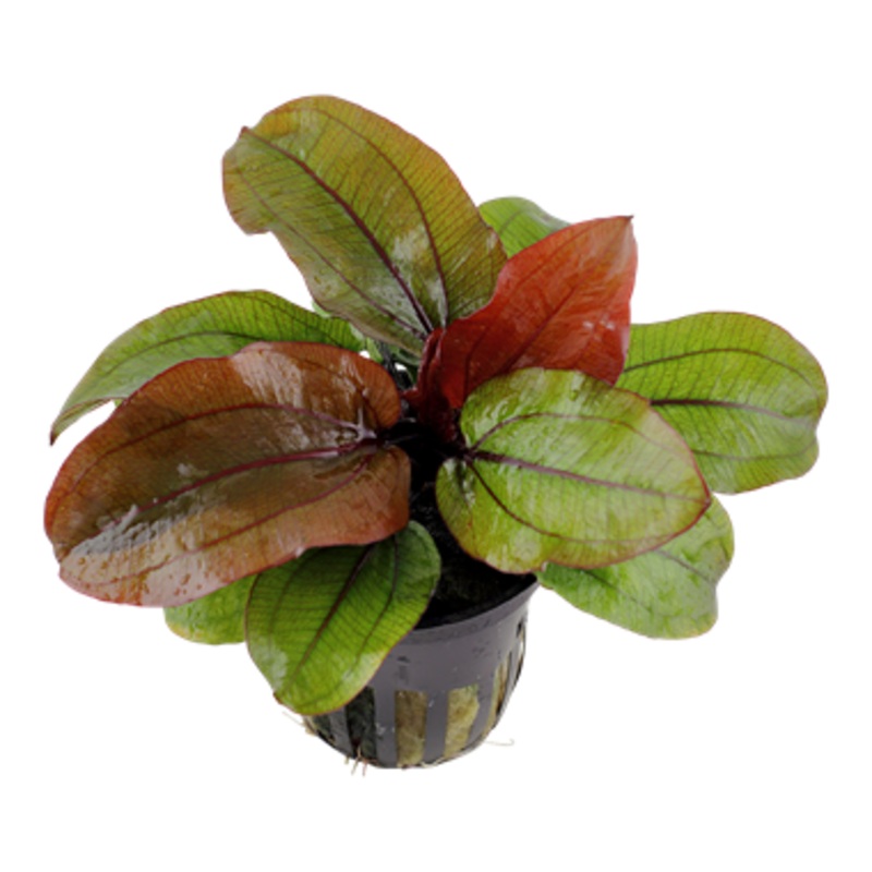 Tropica Echinodorus Reni