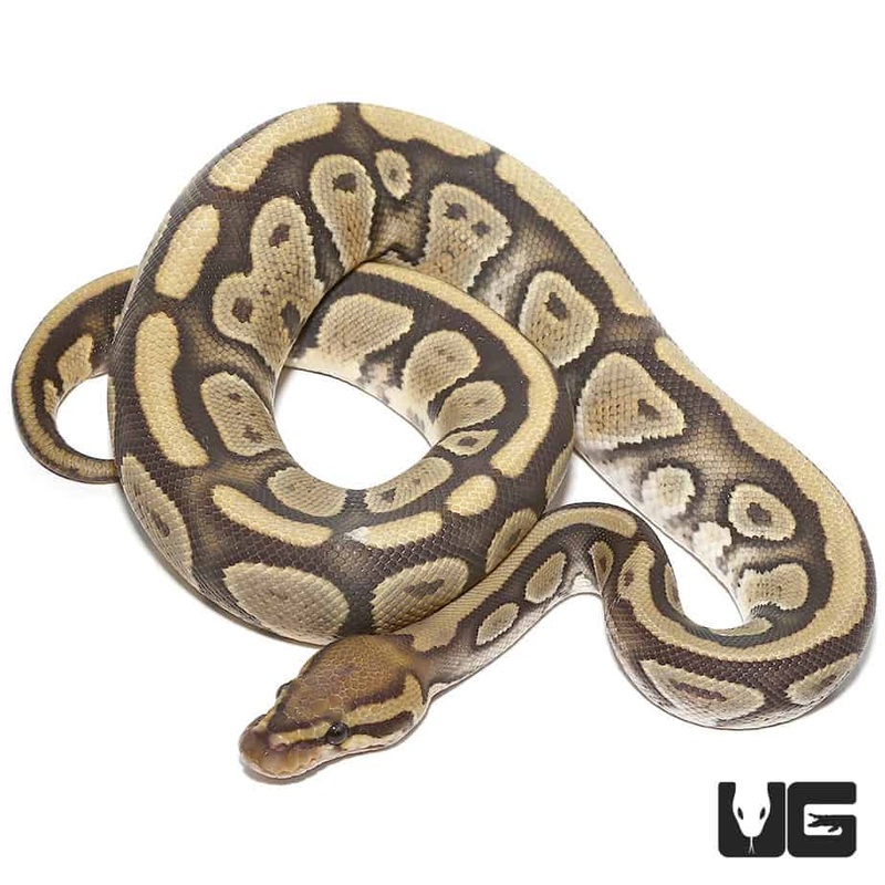 2020 Pastel Enchi Het Pied Ball Python For Sale