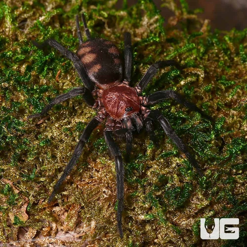 .25  .75 Inch Rurrenabaque Curtain Web Spider (Diplura sp. rurrenabaque)For Sale