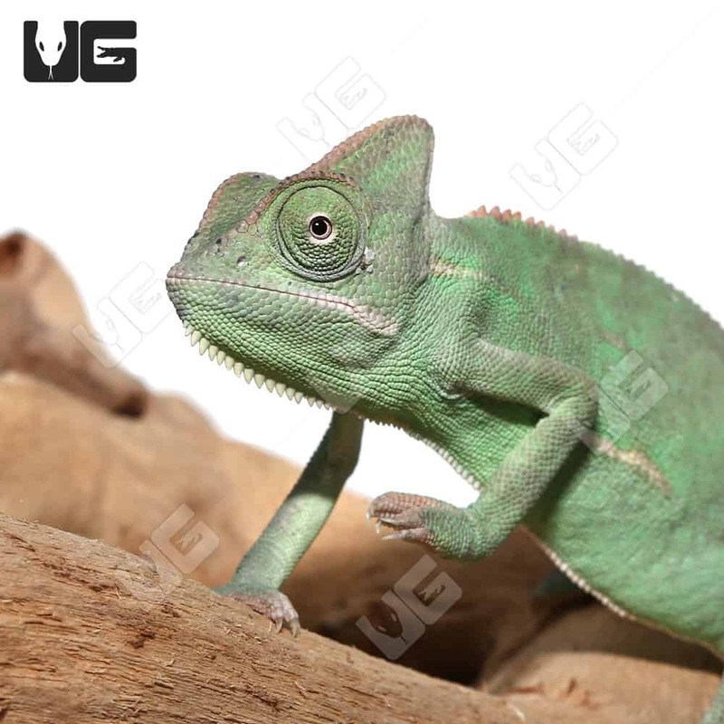 6-8 Inch Veiled Chameleons For Sale