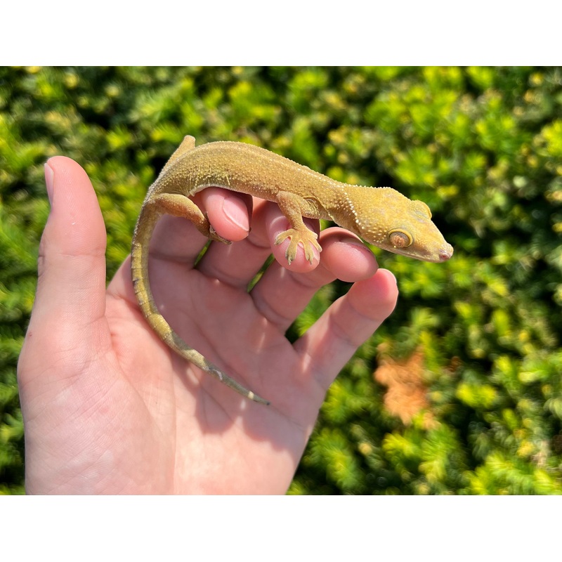 Adult White-Lined Gecko