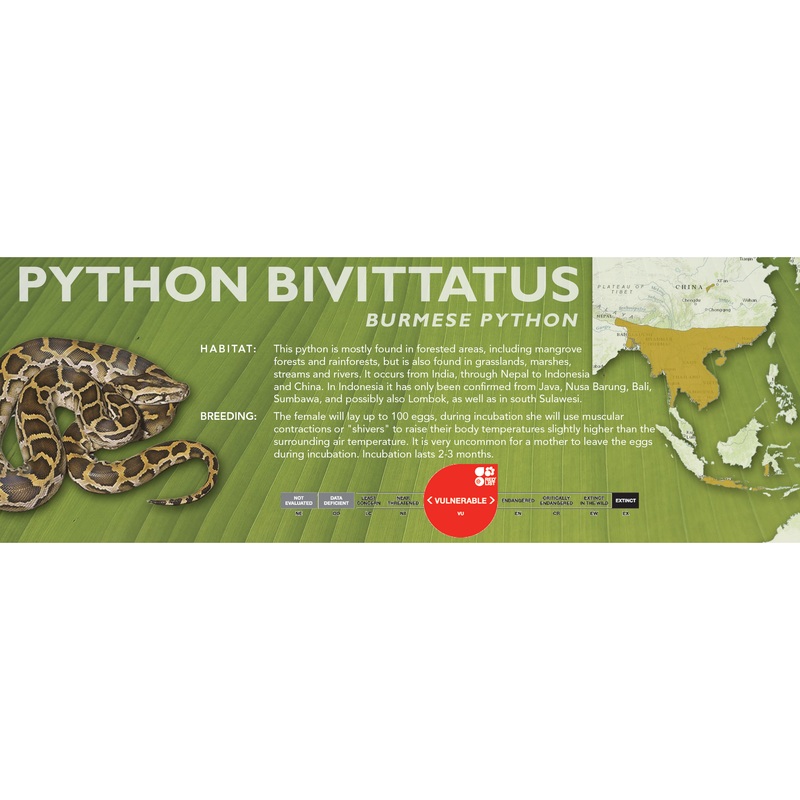Burmese Python (Python bivittatus) Classic Vivarium Label Normal