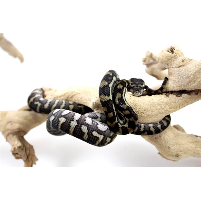Carpet Python (Sibling)