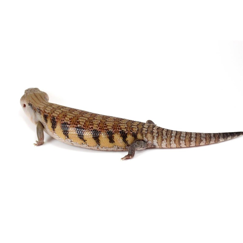 CB Northern Blue Tongue Skink – Sunrise X Sunset