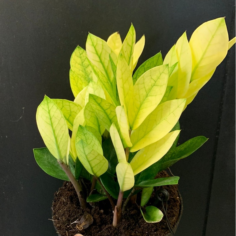 Chameleon ZZ Plant 6″ Pot