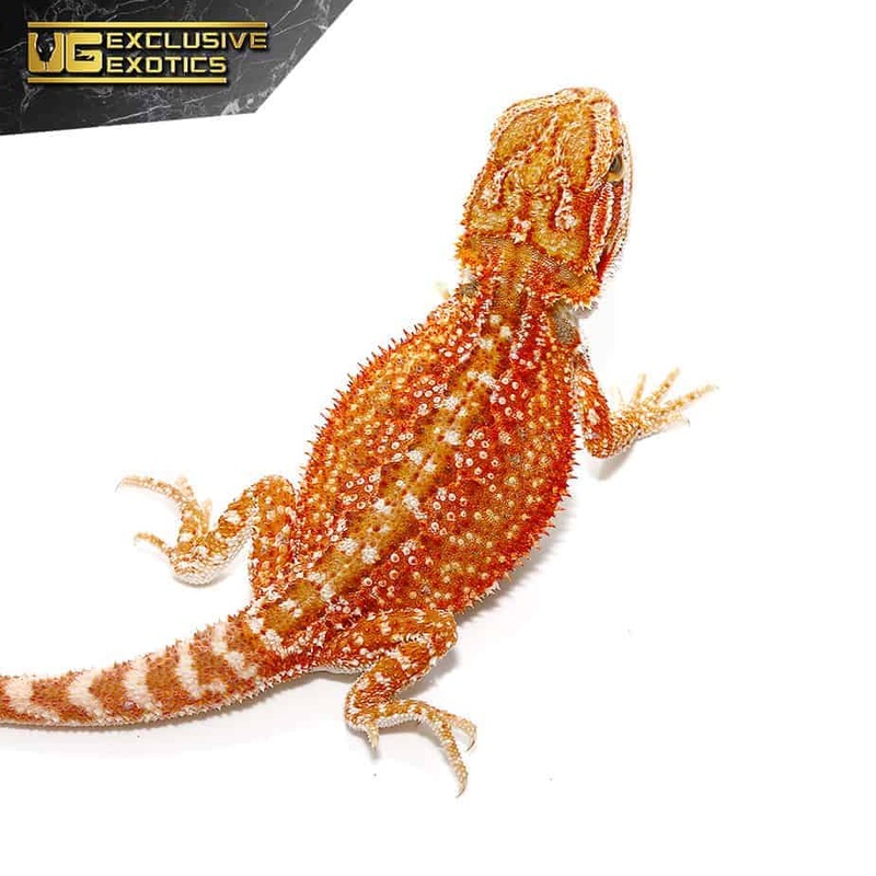 Cherry Bomb Dunner Bearded Dragon For Sale