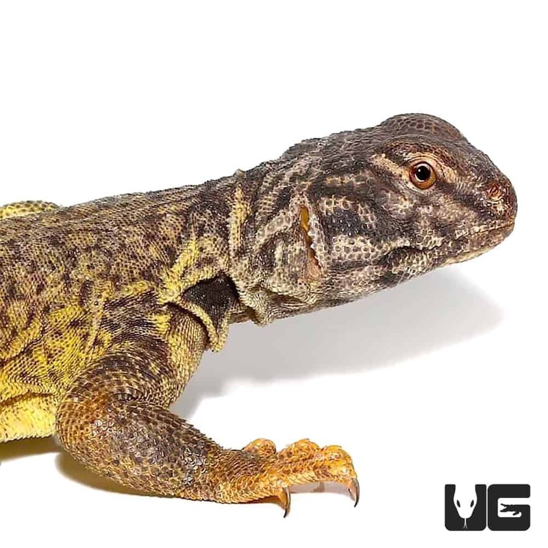 Dispar Uromastyx For Sale