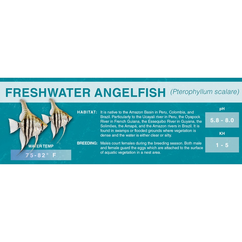 Freshwater Angelfish (Pterophyllum scalare) – Classic Aquarium Label Standard Size (7″x 2.5″)