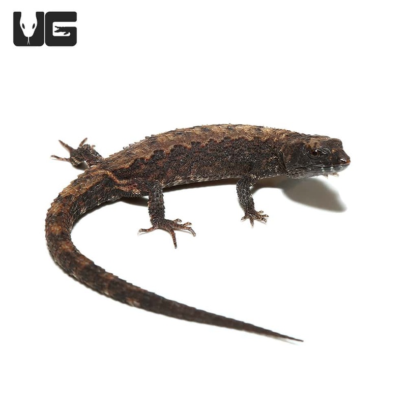 Schmidts Helmeted Skinks For Sale