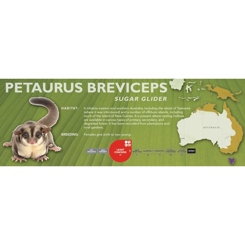 Sugar Glider (Petaurus breviceps) – Classic Vivarium Label