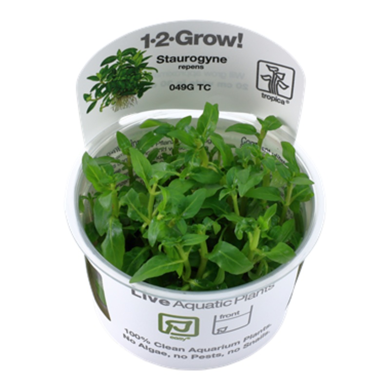 Tropica Staurogyne repens 1-2-Grow