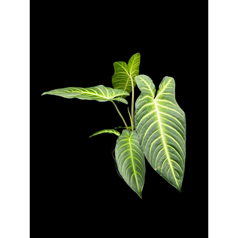 Xanthosoma lindeni Magnifcum 3.5″ Pot