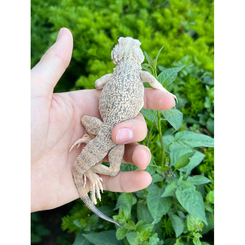1.1 Adult Secret Toad-Headed Agama