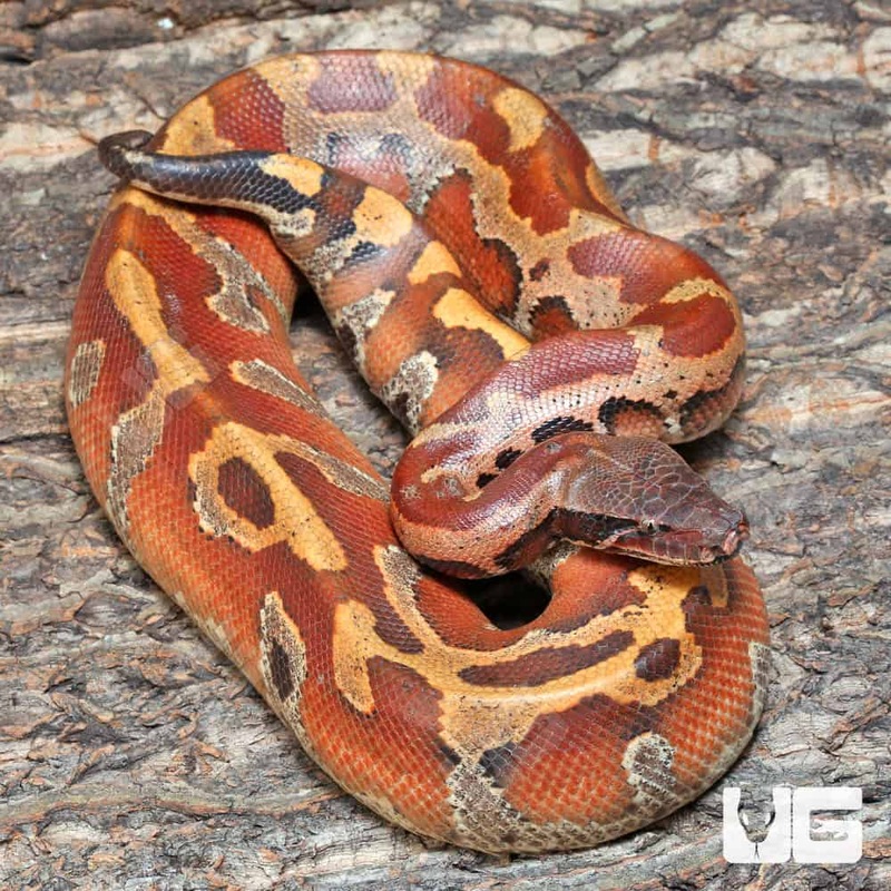 2019 Bangka Blood Pythons(Python curtus) For Sale
