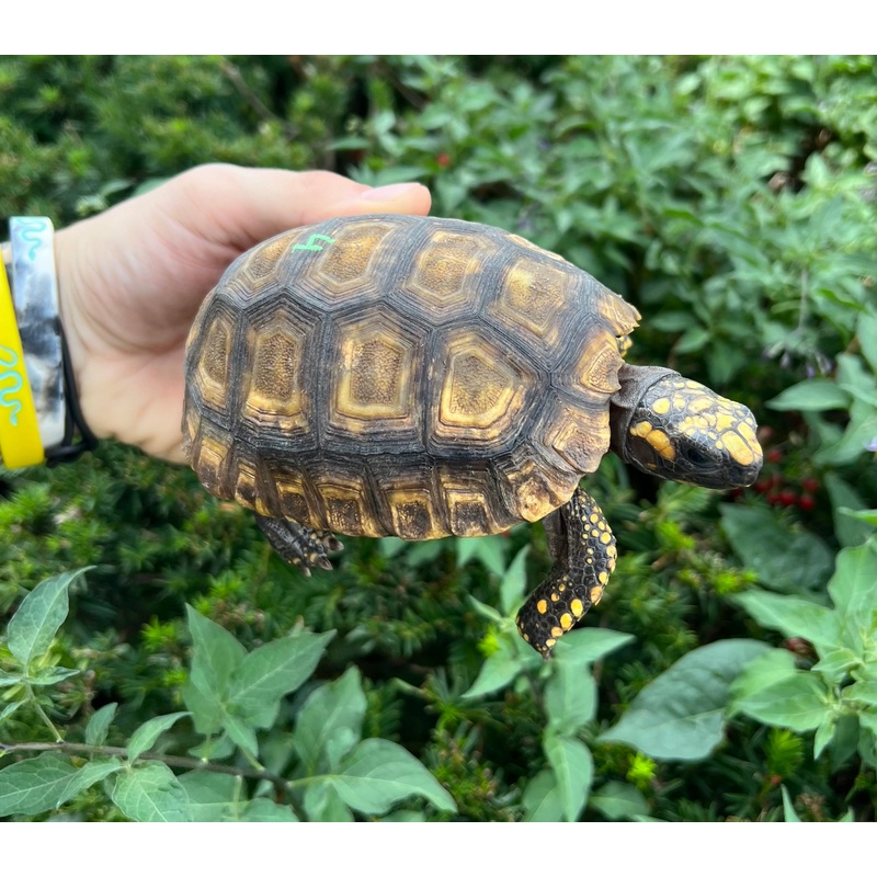 4 Yellow-Foot Tortoise (4)
