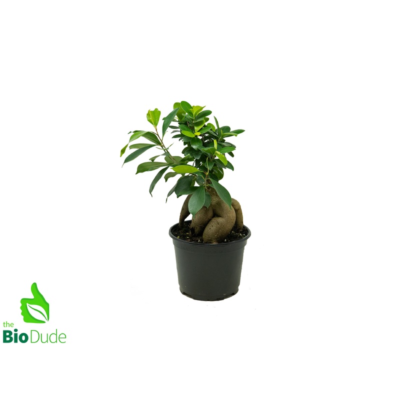 6″ Pot Ficus Ginseng