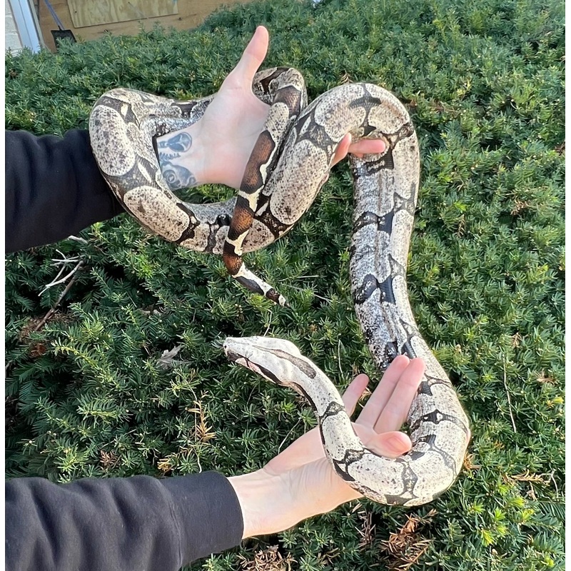 Adult Bolivian Red-Tailed Boa Constrictor (Male)
