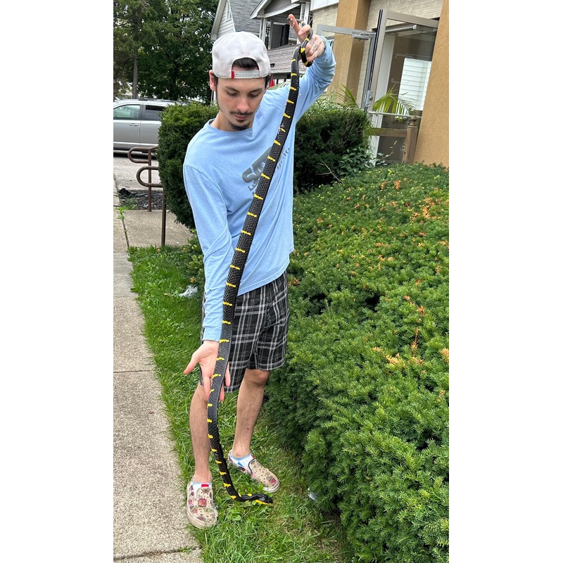 Adult XL Malaysian Mangrove Snake (Male)
