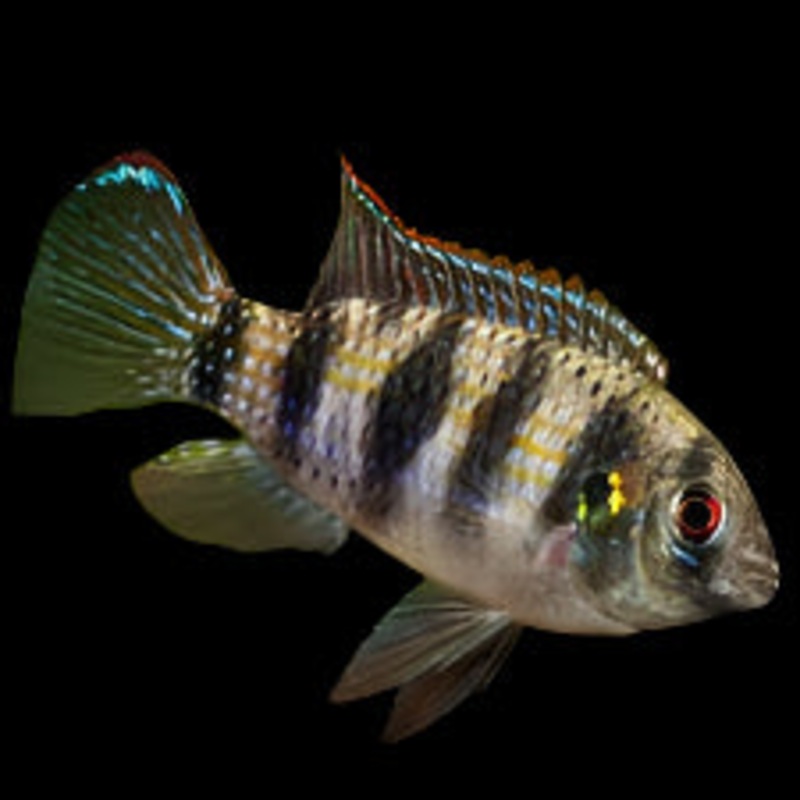 African Butterfly Cichlid