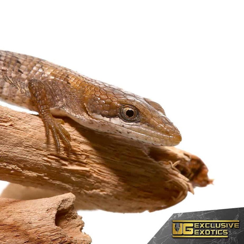 Baby Texas Alligator Lizards For Sale