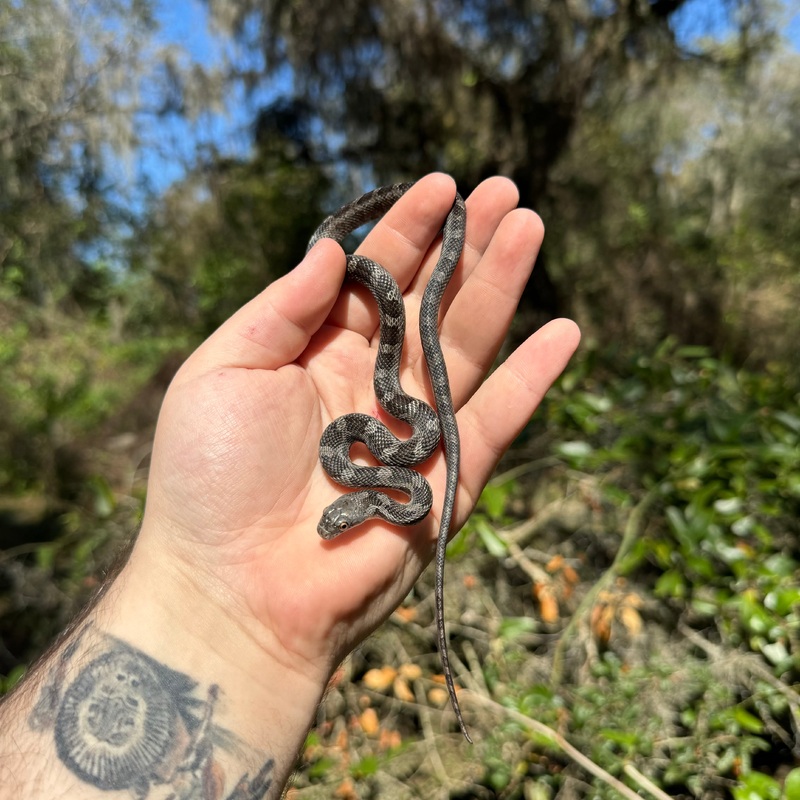 Black Rat Snake