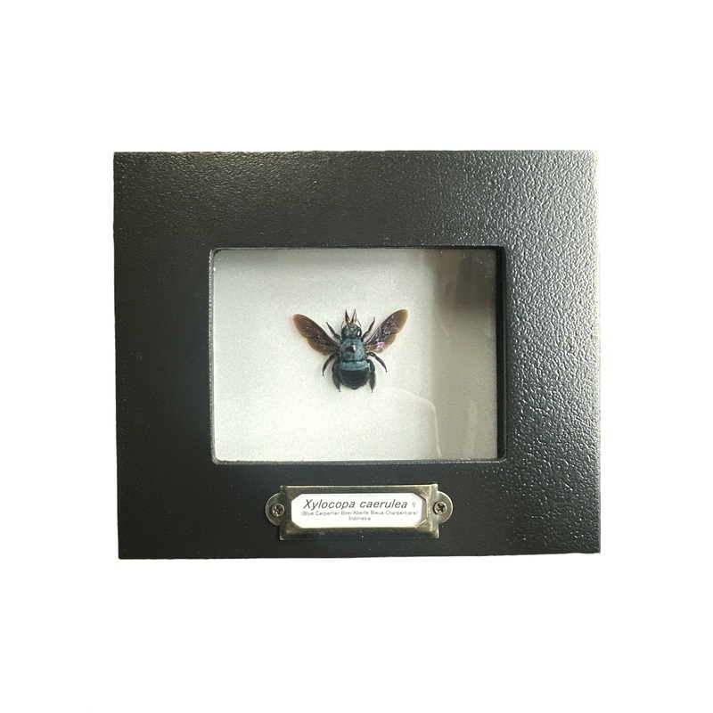 Blue Carpenter Bee – Female (Xylocopa caerulea) – 2×3″ Frame