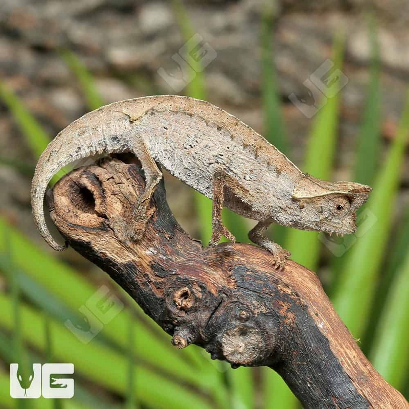 Brown Leaf Chameleon For Sale