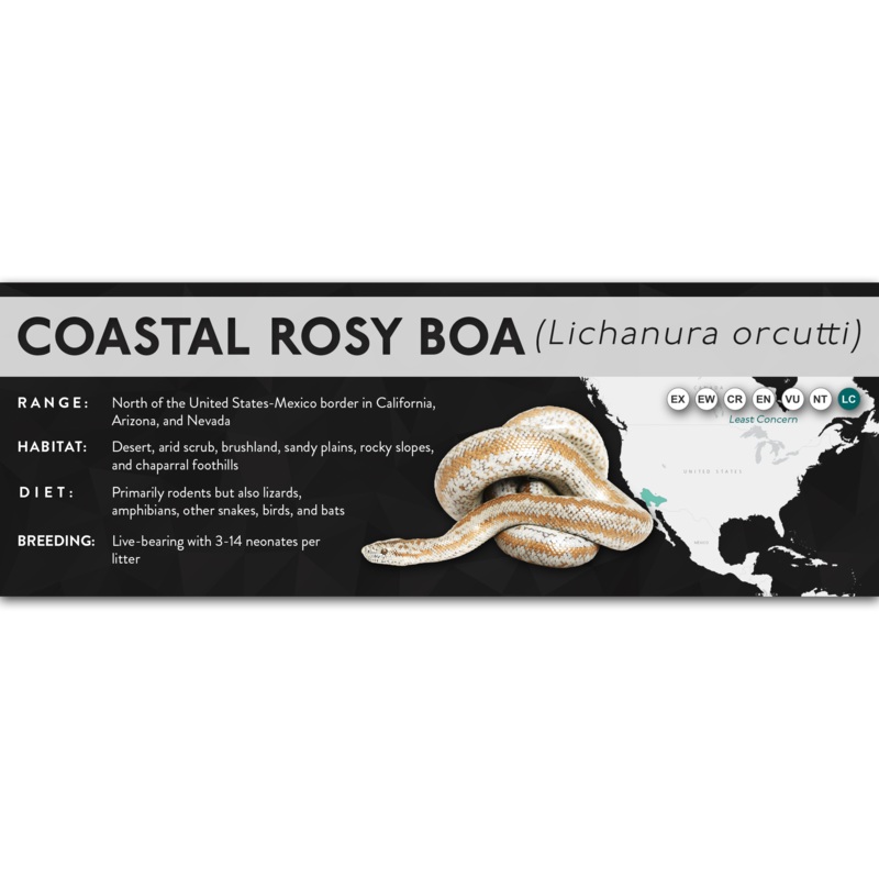 Coastal Rosy Boa (Lichanura orcutti) – X Label Laminated Paper