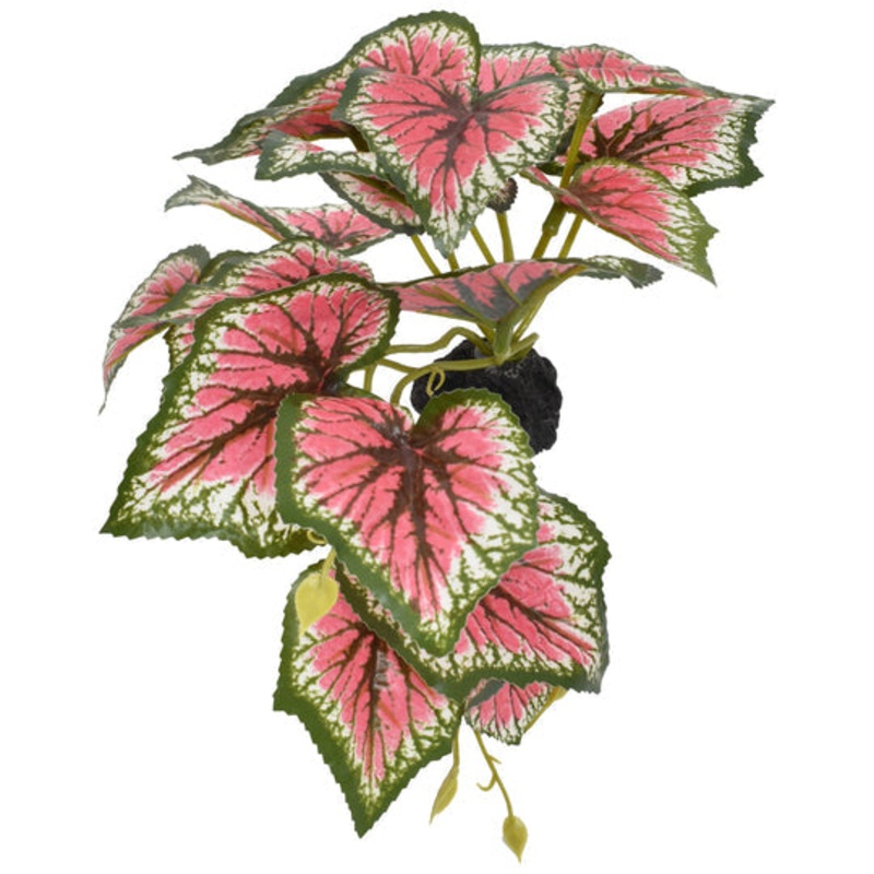 Komodo Caladium – Small 5″