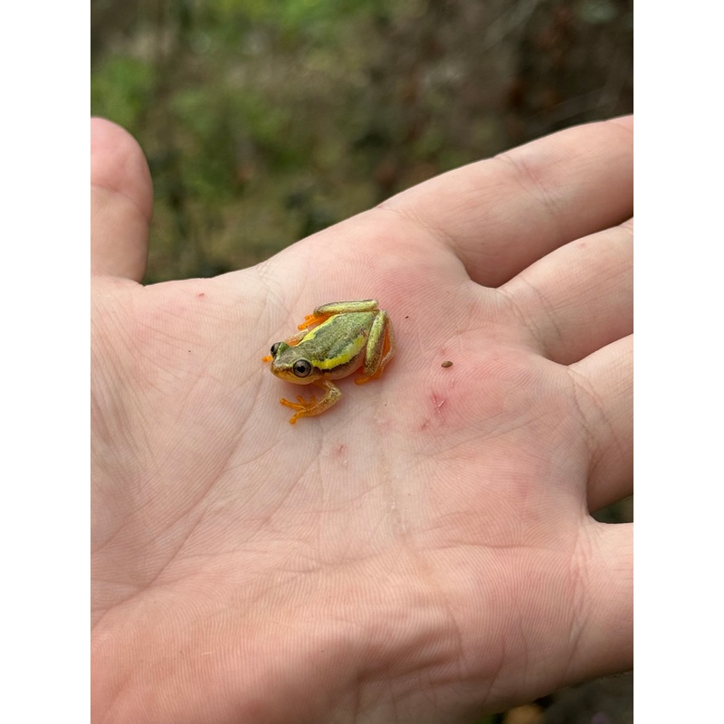 Madagascar Reed Frog (Heterixalus betsileo)