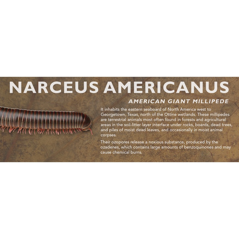 Narceus americanus – American Giant Millipede Label Standard Size 7″ x 2.5″
