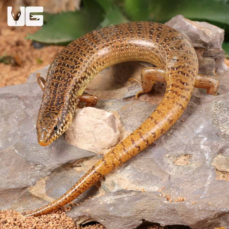 Ocellated Skink For Sale
