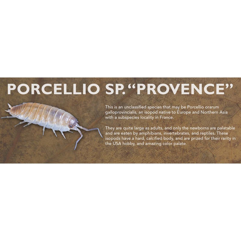 Porcellio sp. “Provence” – Isopod Label Standard Size 7″ x 2.5″