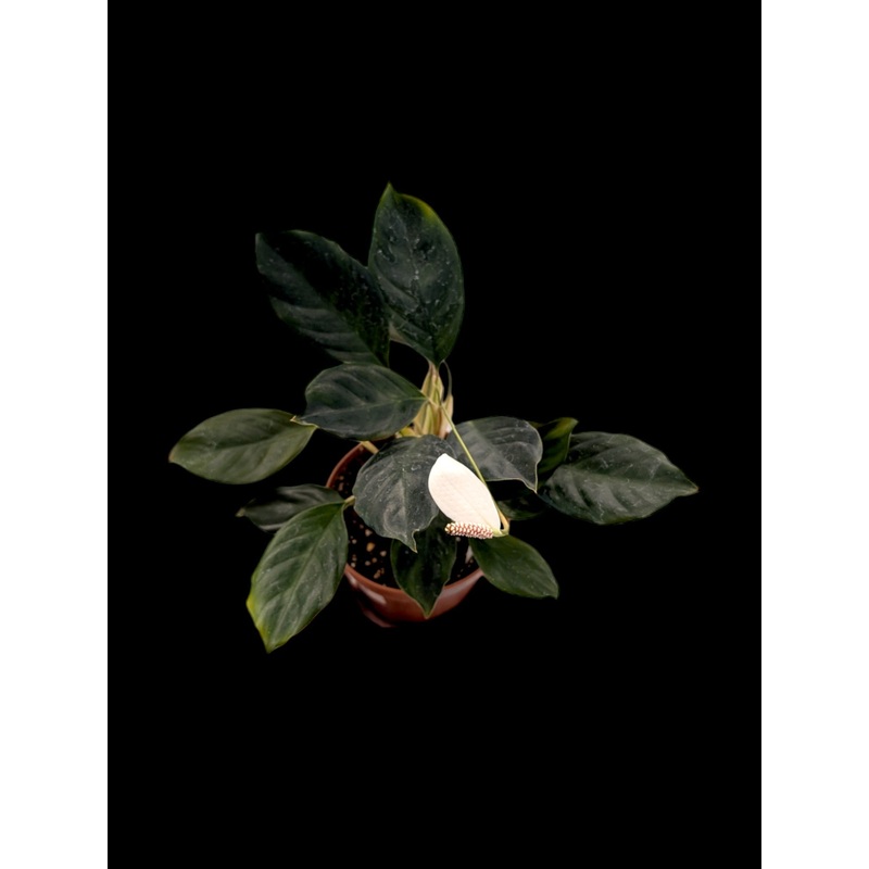 Spathiphyllum ivanportillae 5″ pot