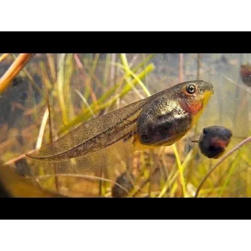 Tadpoles