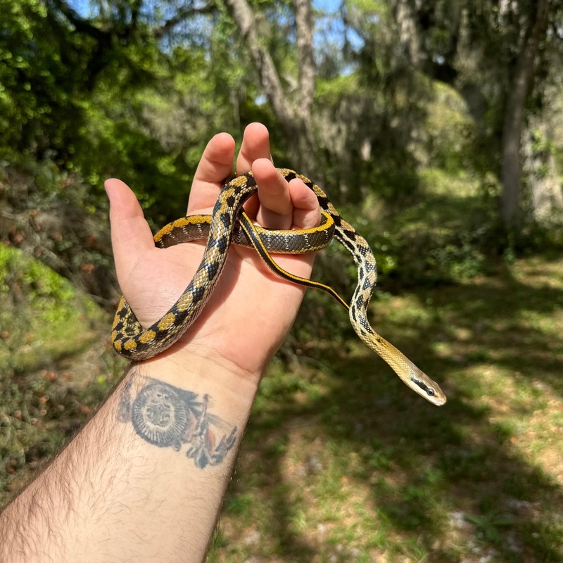 Taiwan Beauty Rat Snake Male