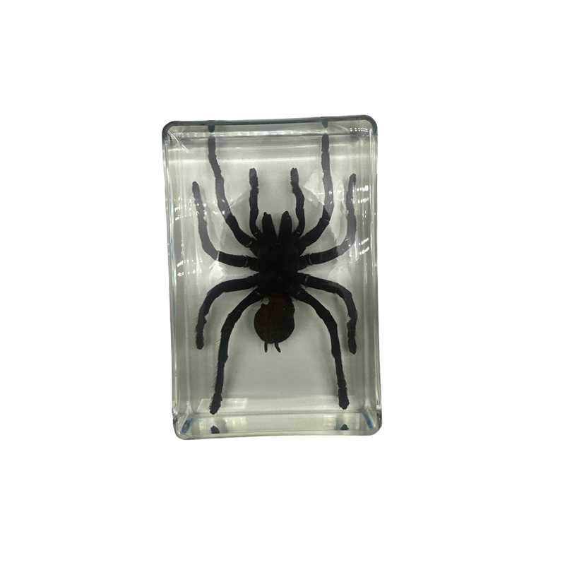 Tarantula – Specimen In Resin 110x42x26mm