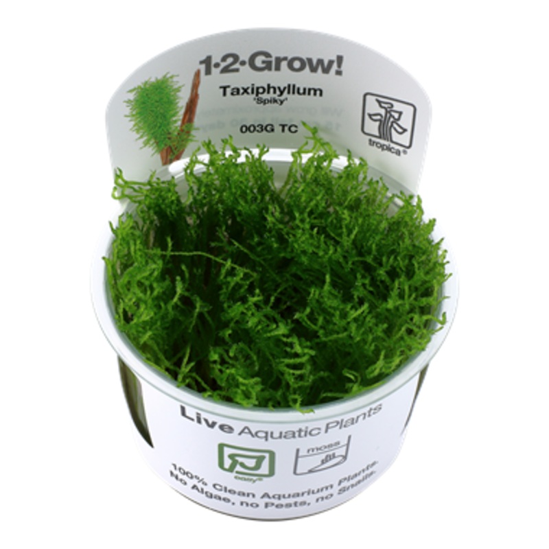 Tropica Taxiphyllum Spiky 1-2-Grow