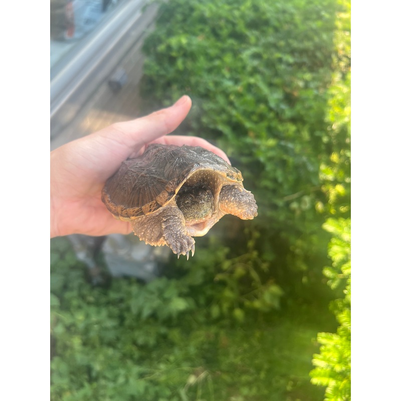 4 Orange Belly Snapping Turtle