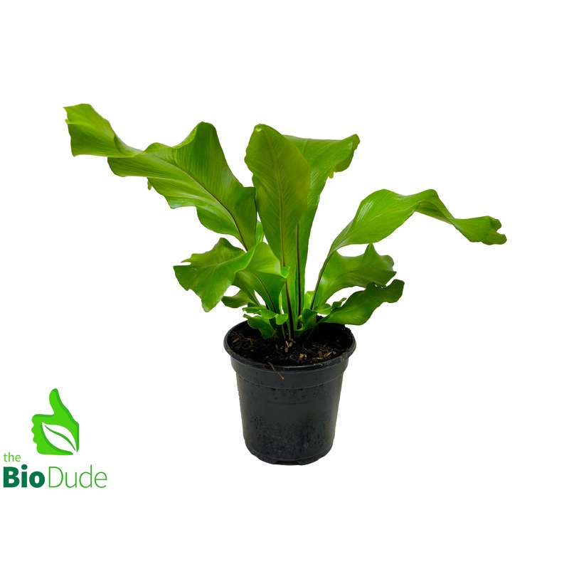 4″ Pot Bird’s Nest Fern Nidus